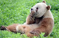 TopRq.com search results: Brown panda, Qingling Mountains, Shaanxi Province, China