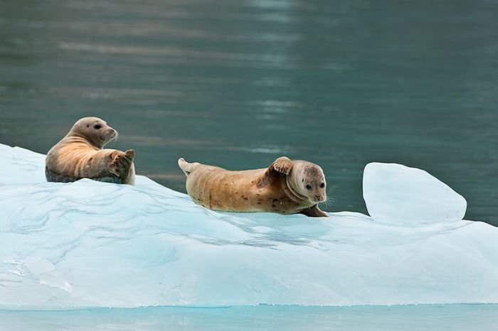 Alaska, USA by Ray Bulson