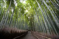 TopRq.com search results: Sagano bamboo forest, Arashiyama (嵐山, Storm Mountain), Kyoto, Japan