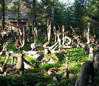 World & Travel: Spa Taikametsä, Magic Forest, Imatra, Finland