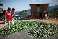 World & Travel: Coca plant farmers, Peruvian mountains, Peru