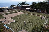 TopRq.com search results: Coca plant farmers, Peruvian mountains, Peru