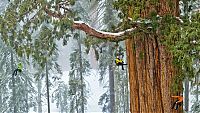 TopRq.com search results: President tree, Giant Forest, Sequoia National Park, Visalia, California, United States