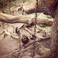 TopRq.com search results: Chained Oak, Alton village, Staffordshire, England, United Kingdom