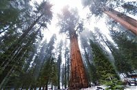 World & Travel: President tree, Giant Forest, Sequoia National Park, Visalia, California, United States