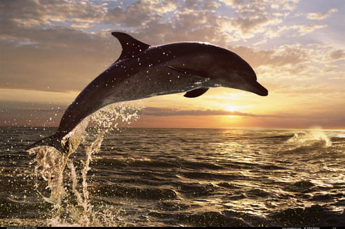 Delphin jump
