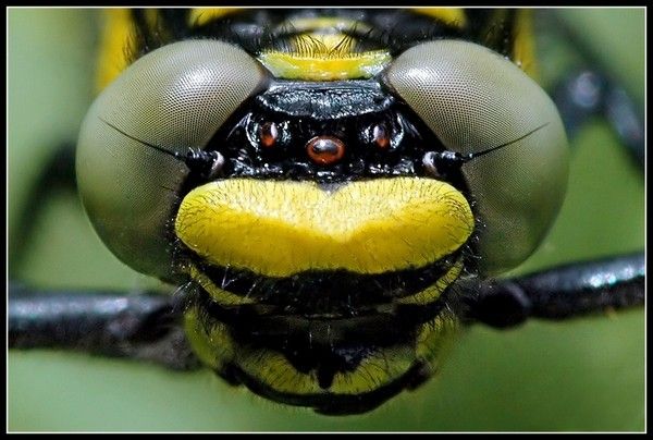 Dragon Fly Eyes