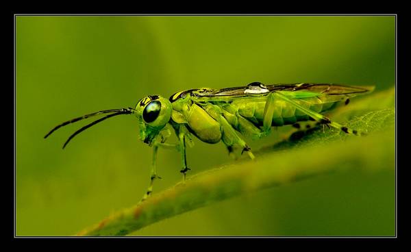 Green Bug