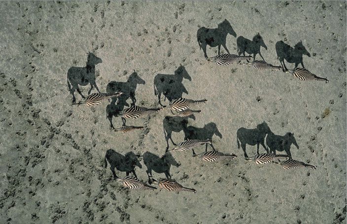 animal photography