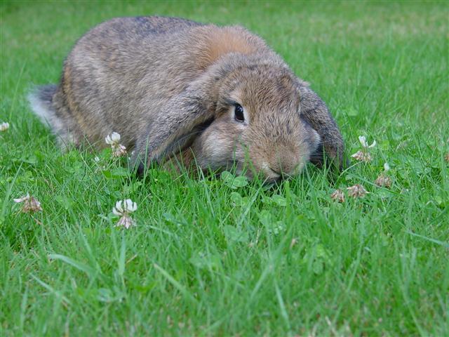 cute bunny rabbit