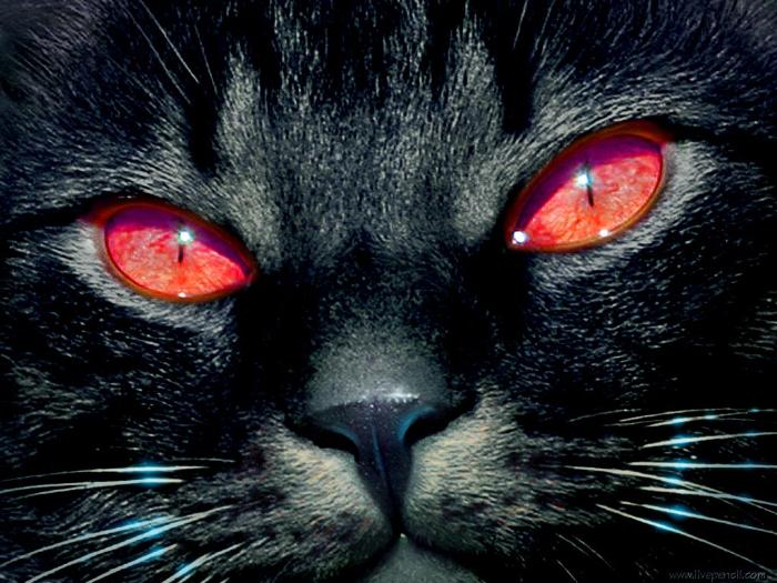 red eye cat