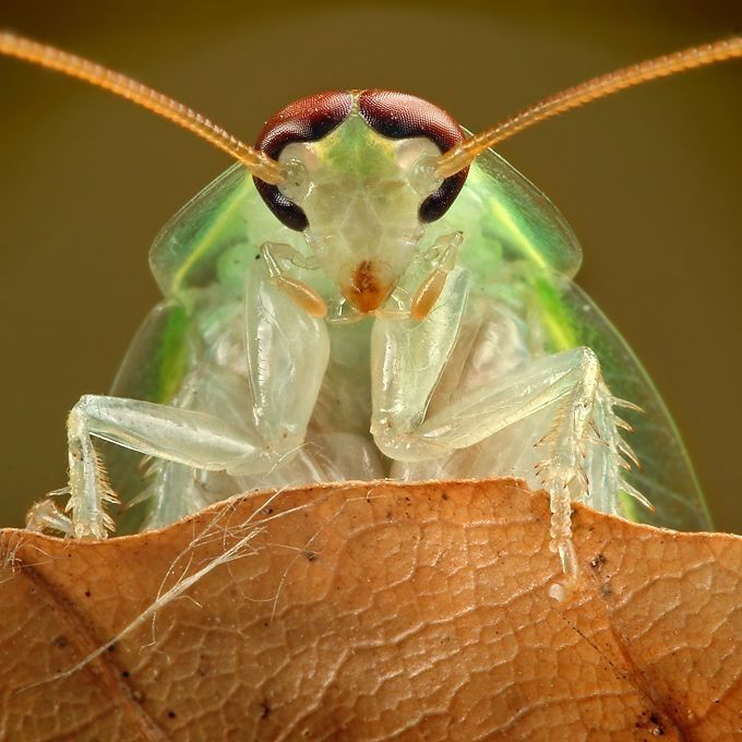 insect macro photography