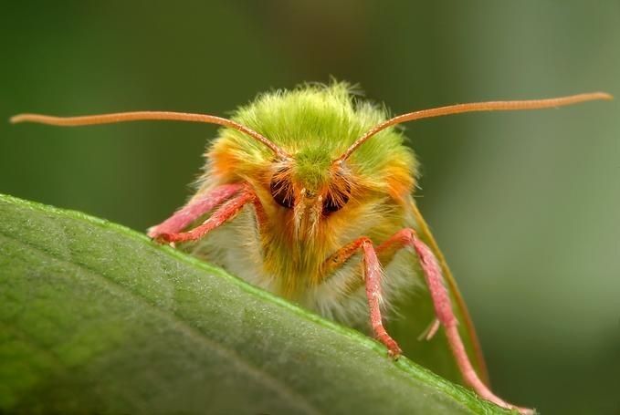 insect macro photography