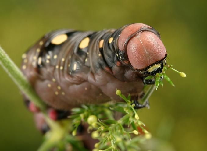 insect macro photography