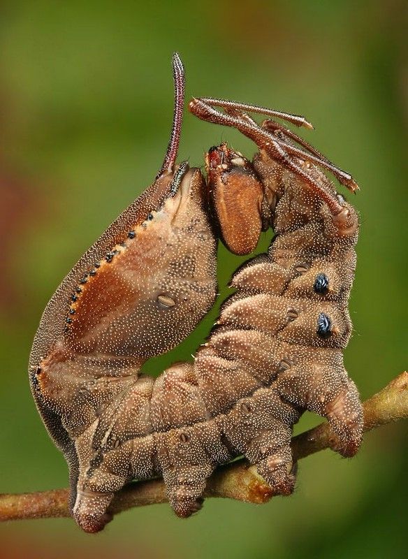 insect macro photography