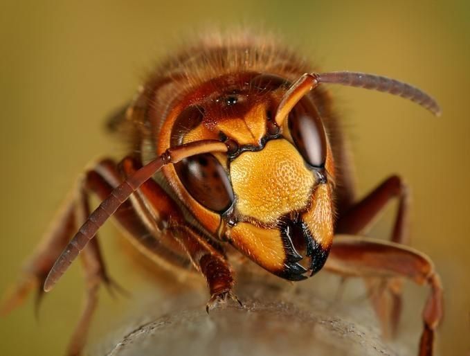 insect macro photography