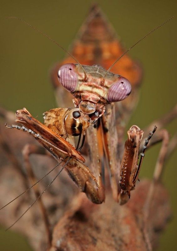 insect macro photography