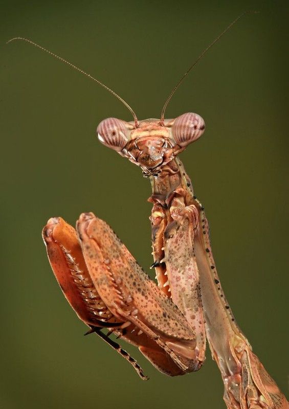 insect macro photography