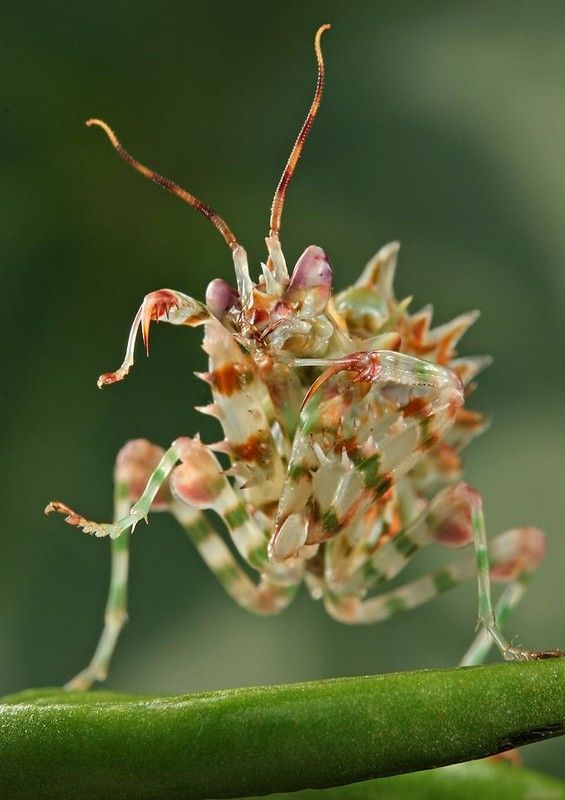 insect macro photography