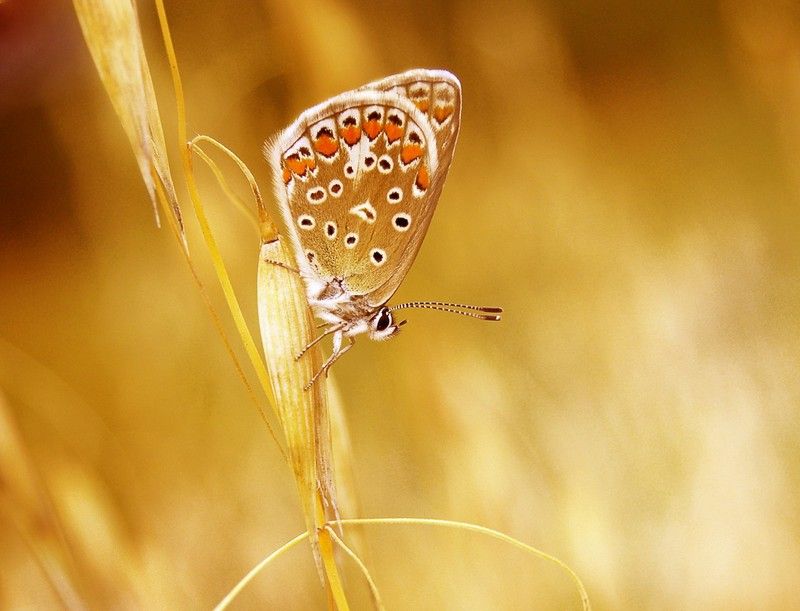 animal macro photography