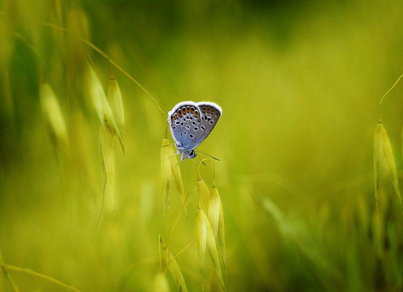 animal macro photography