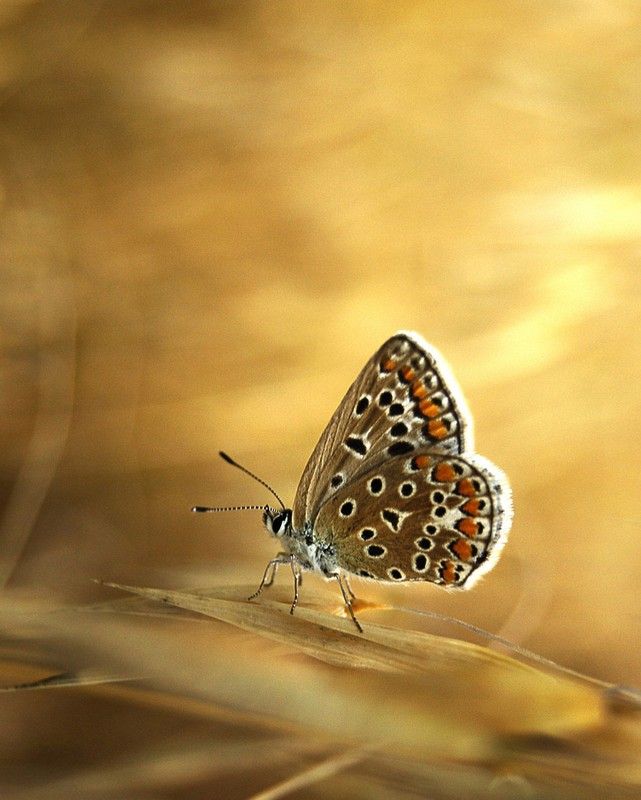 animal macro photography