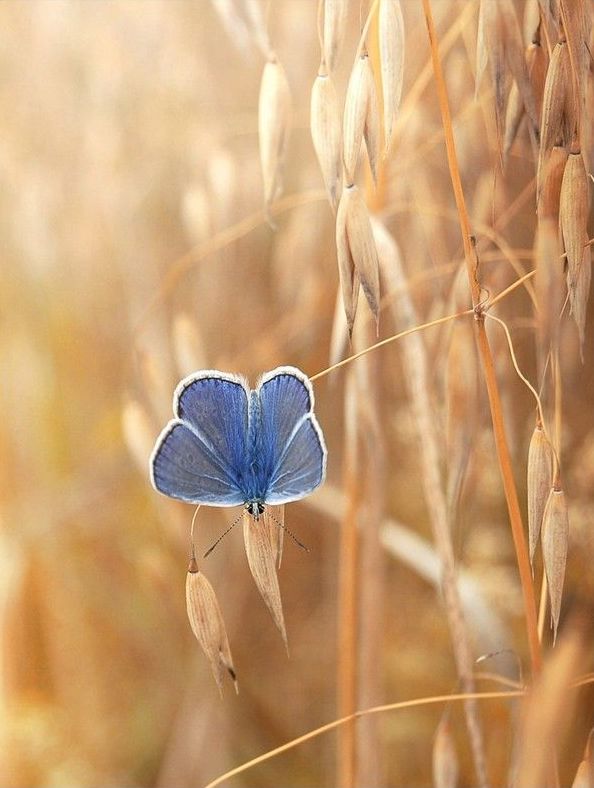 animal macro photography