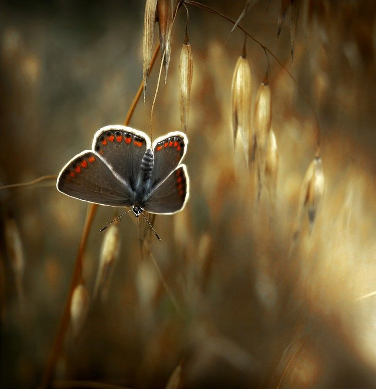 animal macro photography