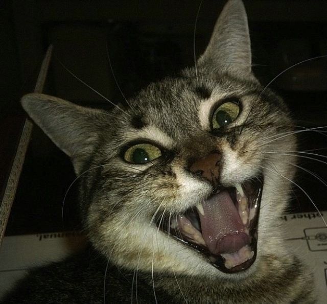 angry animals