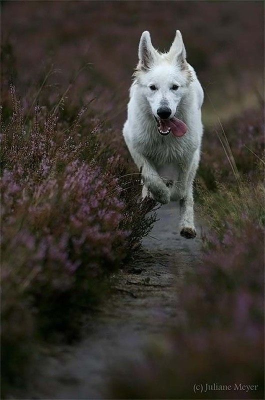 running dog