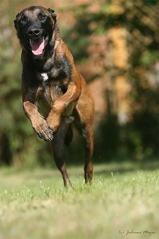 running dog