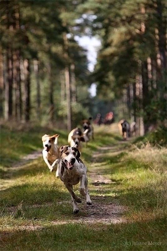 running dog