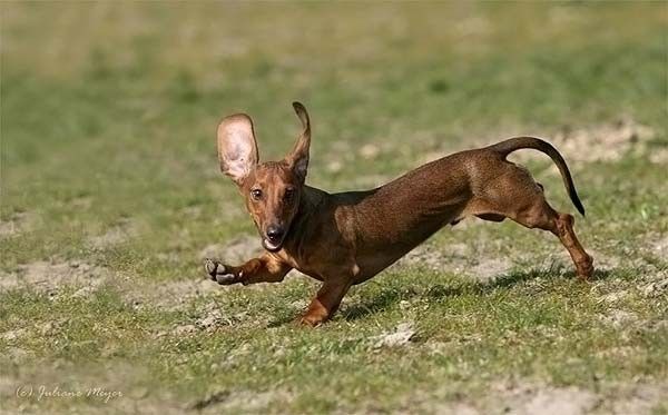 running dog