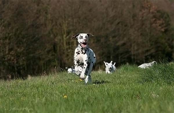 running dog