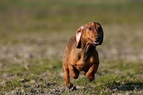 running dog