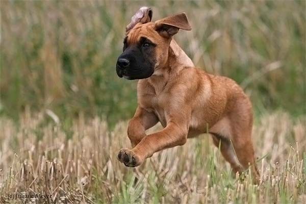 running dog