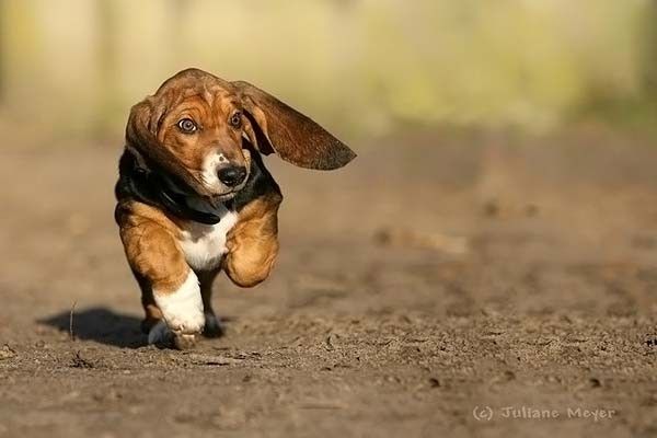 running dog