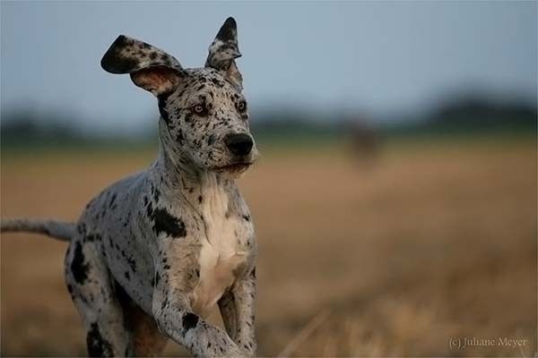 running dog