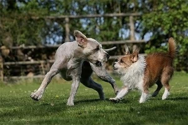 running dog