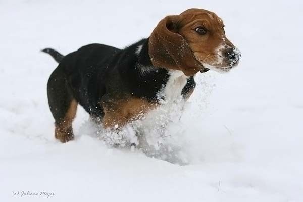 running dog