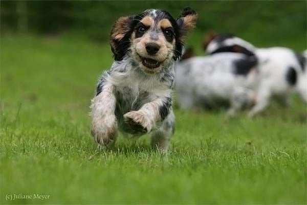 running dog