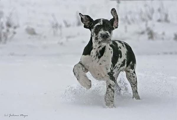 running dog