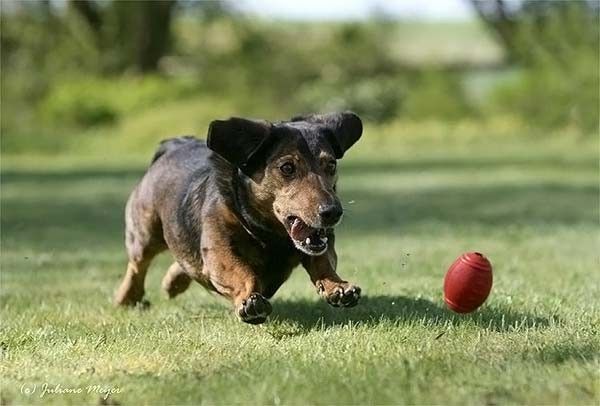 running dog