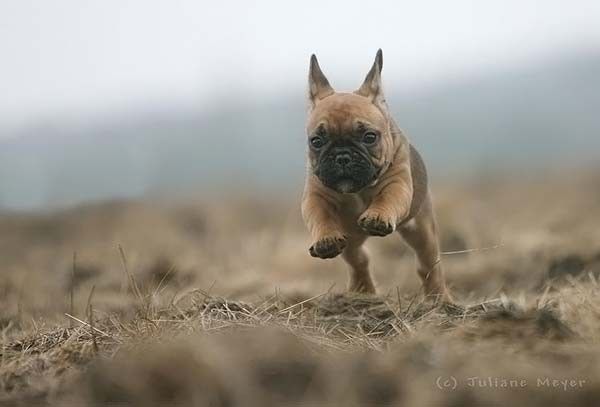 running dog