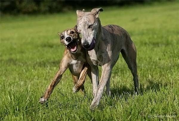 running dog