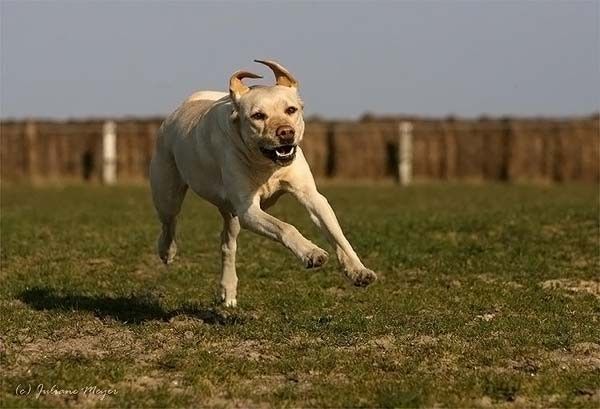 running dog