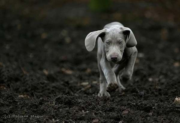 running dog