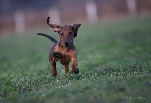 running dog