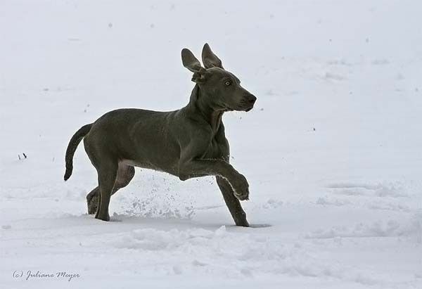 running dog