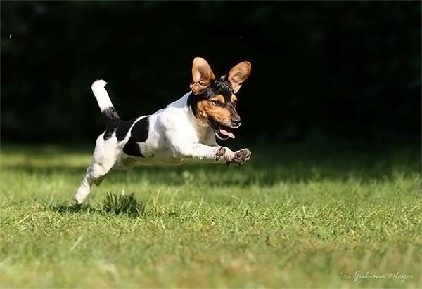 running dog